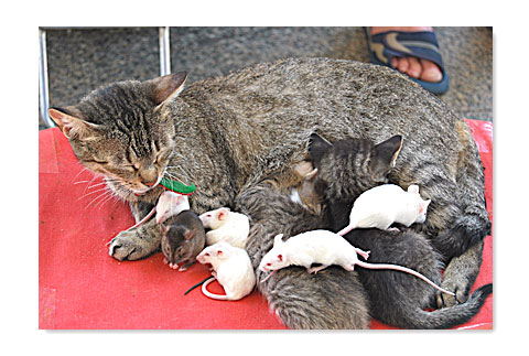 Premio-speciale-amicizia-animale-e-animale-Foto-di-Michele-F.---Castelfidardo