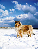 Lassie_di_Angelica_B.-Falconara_big