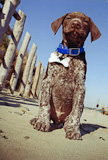 Mr.Brown_di_Andrea_C.-Riccione_big