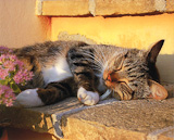 Pipim_di_Elena_L.-Ancona_big
