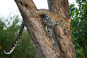 leopardo