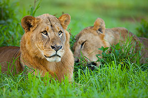 lion