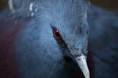 uccello