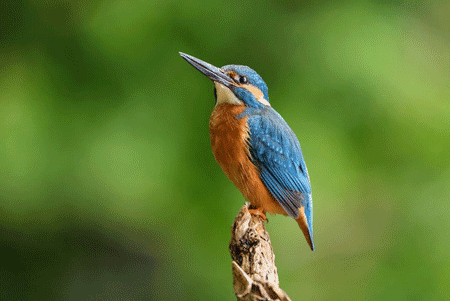martinpescatore