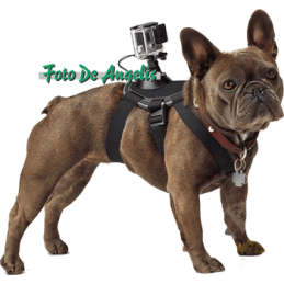 GOPRO  Fetch Dog Harness