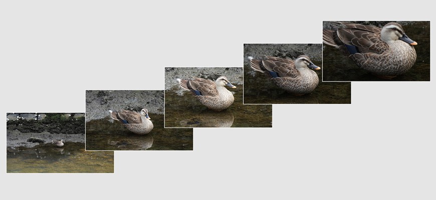 Esempio fotografico realizzato con Sony FE 100-400mm F5.6-8 OSS