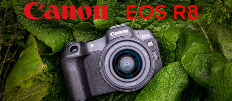 Canon  EOS R8